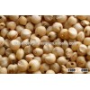 WHITE SORGHUM