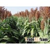 Best quality Sorghum, very nutritious at cheap prices
