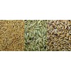 Rye Grain On Sale