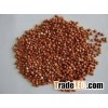 White and red Sorghum