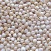 White Sorghum Indian