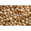 Sorghum (Jowar)