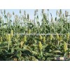 Best quality Sorghum, very nutritious at cheap prices