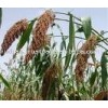White Sorghum