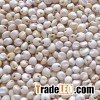 White sorghum grain.