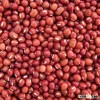 Red and white Sorghum