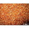 white sorghum red sorghum