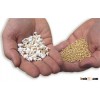 SORGHUM