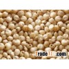 Sorghum grains.