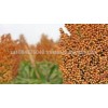 low price Sorghum 2015