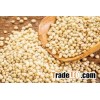 White Sorghum grains !!.
