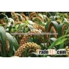 White Sweet Sorghum