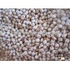 Red sorghum ,red and white sorghum ,Hot tap 2013
