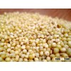 Sweet Sorghum