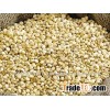 Snow white sorghum