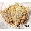 White Sorghum Indian Seed