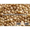 Sorghum (Jowar)