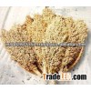 White Sorghum
