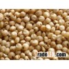 Yellow Sorghum