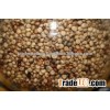 Sugar Sugar Sorghum