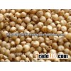 Sorghum yellow and white sorghum