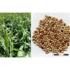sorghum
