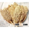 Sorghum for sell
