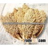Sorghum yellow