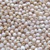 Sorghum