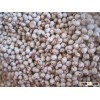 White sorghum