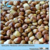 China Red Sorghum Grain