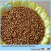 New Pure Natural Sorghum