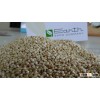 Pearl Sorghum