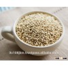 Quinoa
