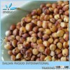 Red Sorghum-19