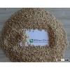 Indian Sorghum
