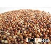 Dry Red/White Sorghum