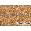 Sweet Sorghum