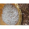 White grain sorghum