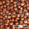 Red Sorghum Supplier