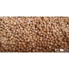 white sorghum seeds