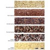 Quinao seeds White & Red