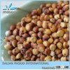 Red Sorghum-8