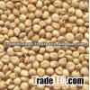 Sorghum Exporters