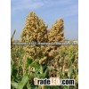 Jowar yellow and white