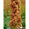 dried Quinoa 2015 sales