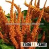 QUINOA