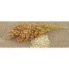 QUINOA INDIA ORIGIN