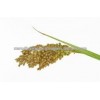 BEST INDIAN QUINOA