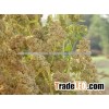 FOOD QUINOA